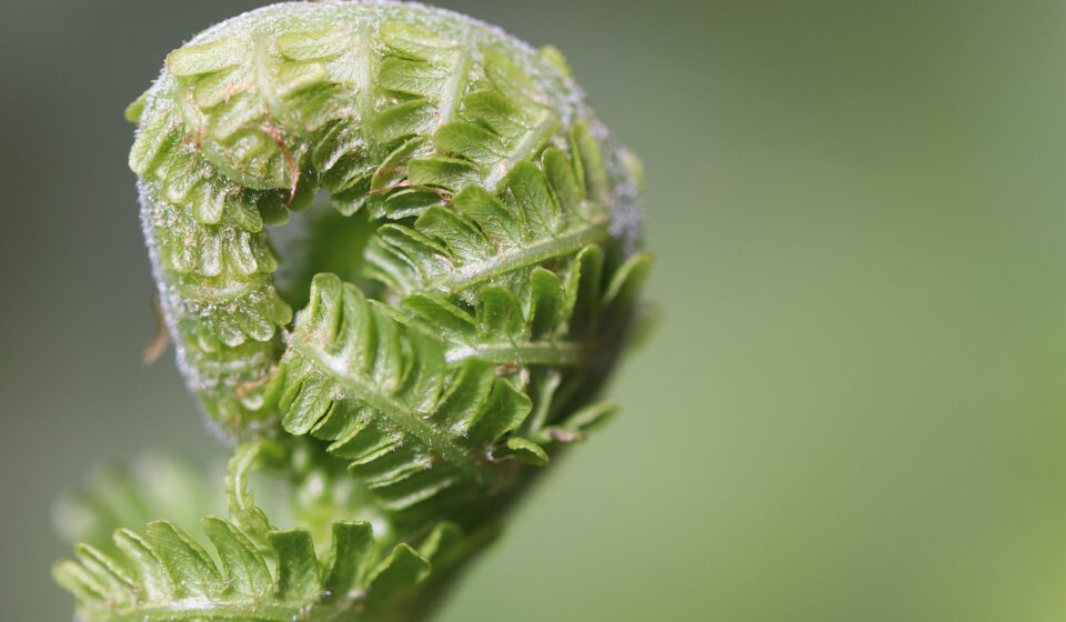 fern, fern fronds, unfold, fern tip, unroll, green, growth, nature, macro, grow, plant, fern, fern, fern, fern, growth, growth, growth, growth, growth, grow, grow, grow