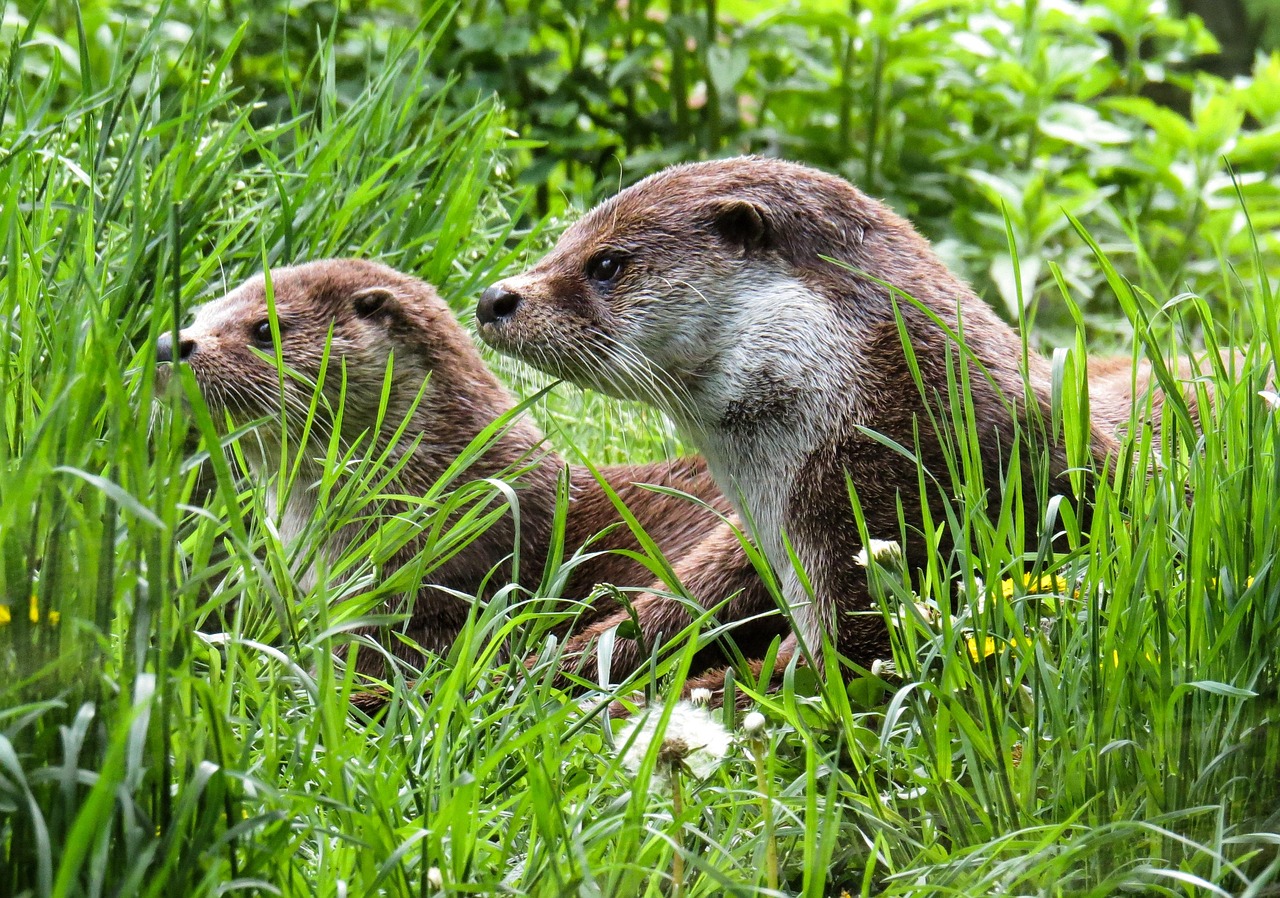 otter, animals, water, meadow, maintenance, quiet, nature, wild