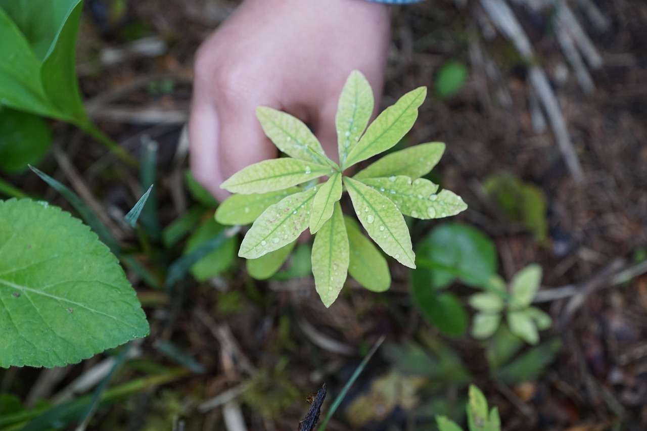 nature, environment, protection, hand, plant, bio, green, earth, ecology, summer, child, future, maintenance, finger, garden, forest, meadow, work, farm, farm yard, court, organic, cellular, cosmetic, natural