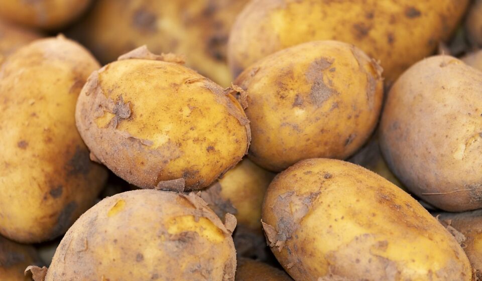 potato, new harvest, nature, nightshade plant, solanum tuberosum, crop, food, fresh, bio, natural product, potato, potato, potato, potato, potato