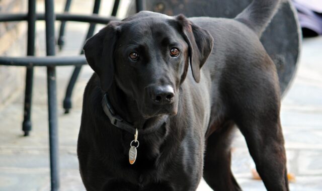 dog, black, lab, pet, animal, purebred, nature, canine, doggy, retriever, labrador, gray lab