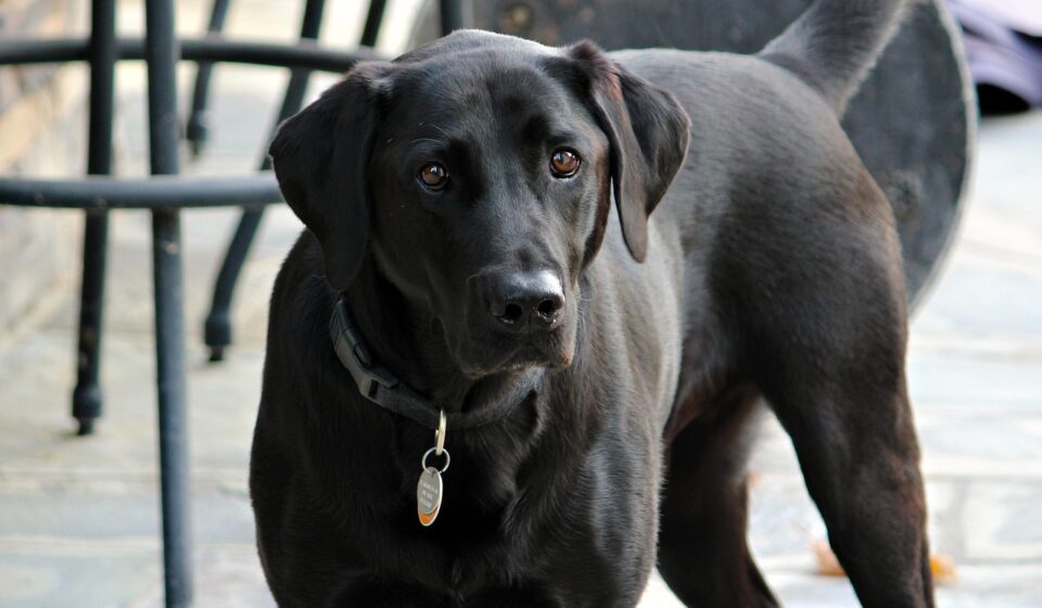 dog, black, lab, pet, animal, purebred, nature, canine, doggy, retriever, labrador, gray lab