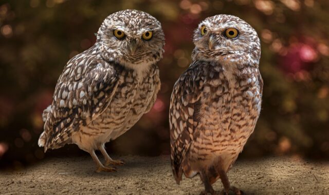 zoo, nature, bird, owl, raptor, nocturne, eyes, predator, owl, owl, owl, owl, owl