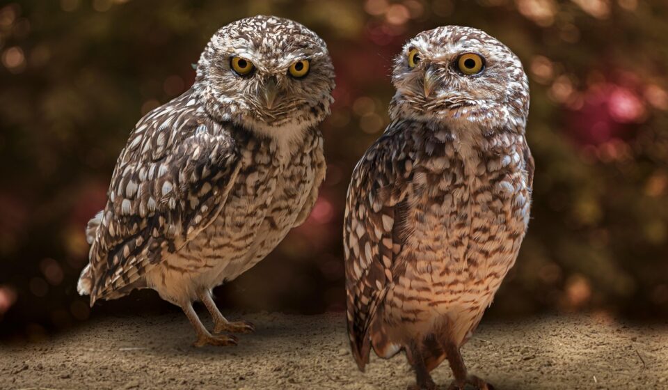 zoo, nature, bird, owl, raptor, nocturne, eyes, predator, owl, owl, owl, owl, owl