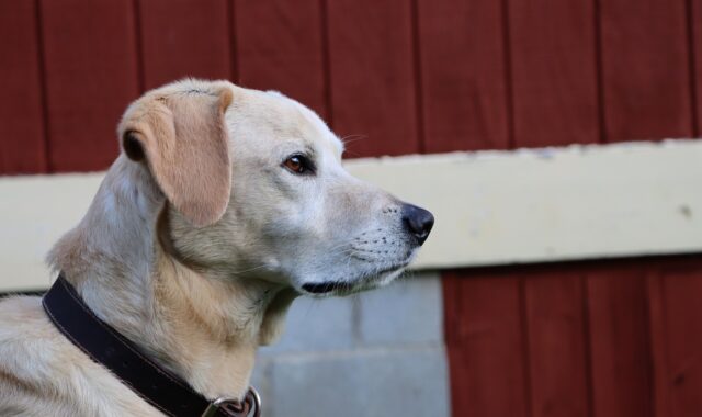 dog, yellow lab, labrador, retriever, pet, canine, lab, nature, yellow, animal, pup, golden