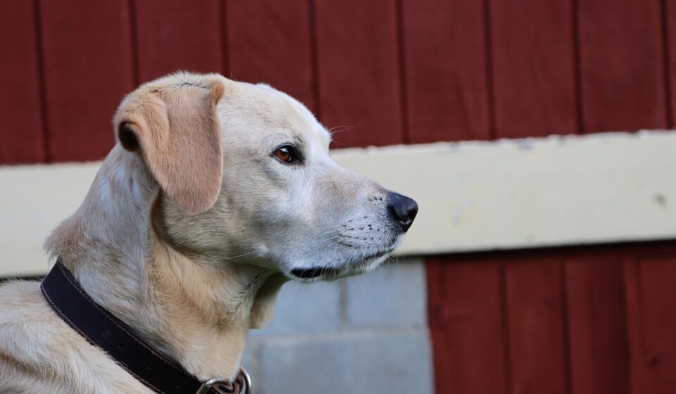 dog, yellow lab, labrador, retriever, pet, canine, lab, nature, yellow, animal, pup, golden