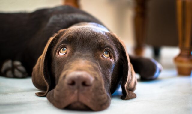 lab puppy, labrador, puppy, dog, lab, retriever, chocolate lab, chocolate labrador, adorable, pet, animal, canine, nature, cute, purebred, doggy, breed, domestic, pedigree, young, portrait, pup, friend