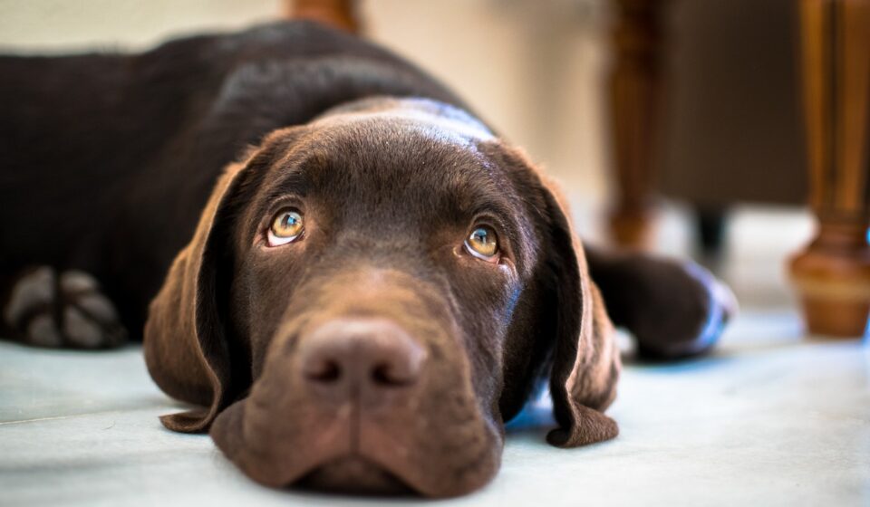 lab puppy, labrador, puppy, dog, lab, retriever, chocolate lab, chocolate labrador, adorable, pet, animal, canine, nature, cute, purebred, doggy, breed, domestic, pedigree, young, portrait, pup, friend