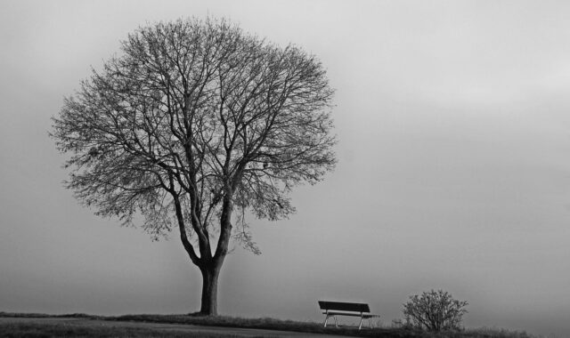 tree, fog, november, cold, nature, fall, november mood, bald, silence, november, november, november, november, november