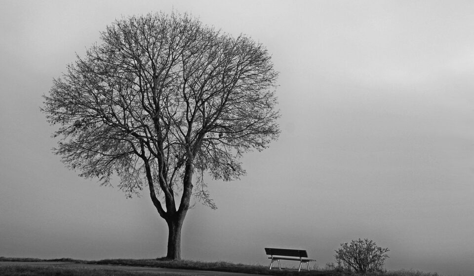 tree, fog, november, cold, nature, fall, november mood, bald, silence, november, november, november, november, november