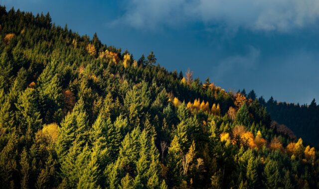 fall, nature, landscape, black forest, tourism, trees, forest, 2022, november, hike, nature, forest, forest, forest, forest, forest, november