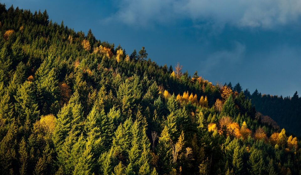 fall, nature, landscape, black forest, tourism, trees, forest, 2022, november, hike, nature, forest, forest, forest, forest, forest, november
