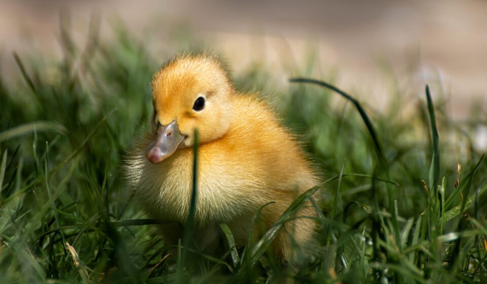 duck, ducklings, bird, water bird, fluffy, small, yellow, meadow, nature, farm yard, duck, duck, duck, duck, duck