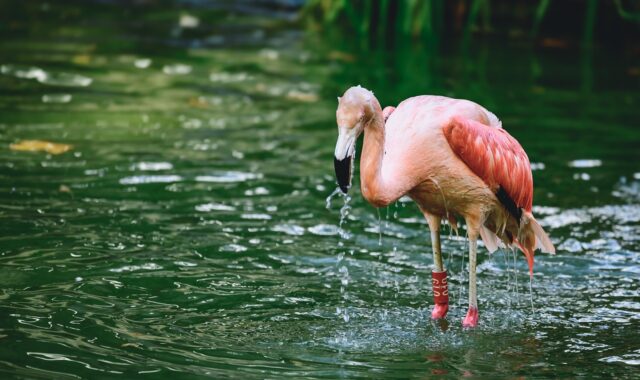 flamingo, nature, bird, animal, naturally, plumage, wildlife, ornithology, feathers, colour, pink, water, water bath, wet, flamingo, flamingo, flamingo, flamingo, flamingo