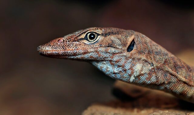 rock monitor, wildlife, nature, animal, southern pilbara rock monitor, australia, monitor, monitor lizard, scales, zoo, lizard, varanus, reptile, eye, lizard eye, macro lizard