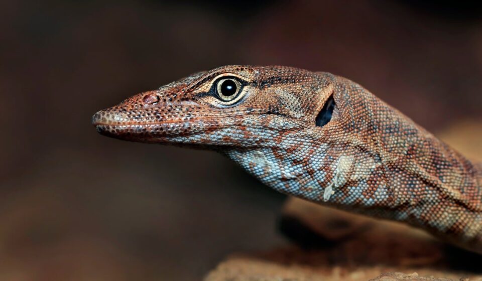 rock monitor, wildlife, nature, animal, southern pilbara rock monitor, australia, monitor, monitor lizard, scales, zoo, lizard, varanus, reptile, eye, lizard eye, macro lizard