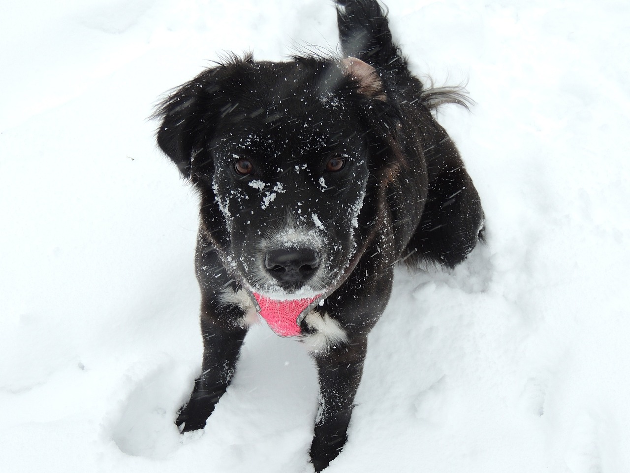 cute dog in the snow, snow, cute, dog, pet, animal, deep, puppy, sit, sitting, labrador, lab, nature, lab mix, black, white, playful