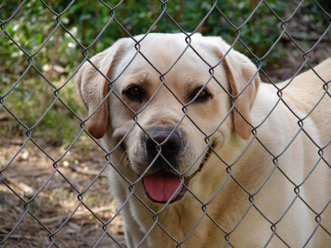 fence, dog, yellow lab, pet, happy, animal, friendly, loyal, pen, kennel, face, brown lab