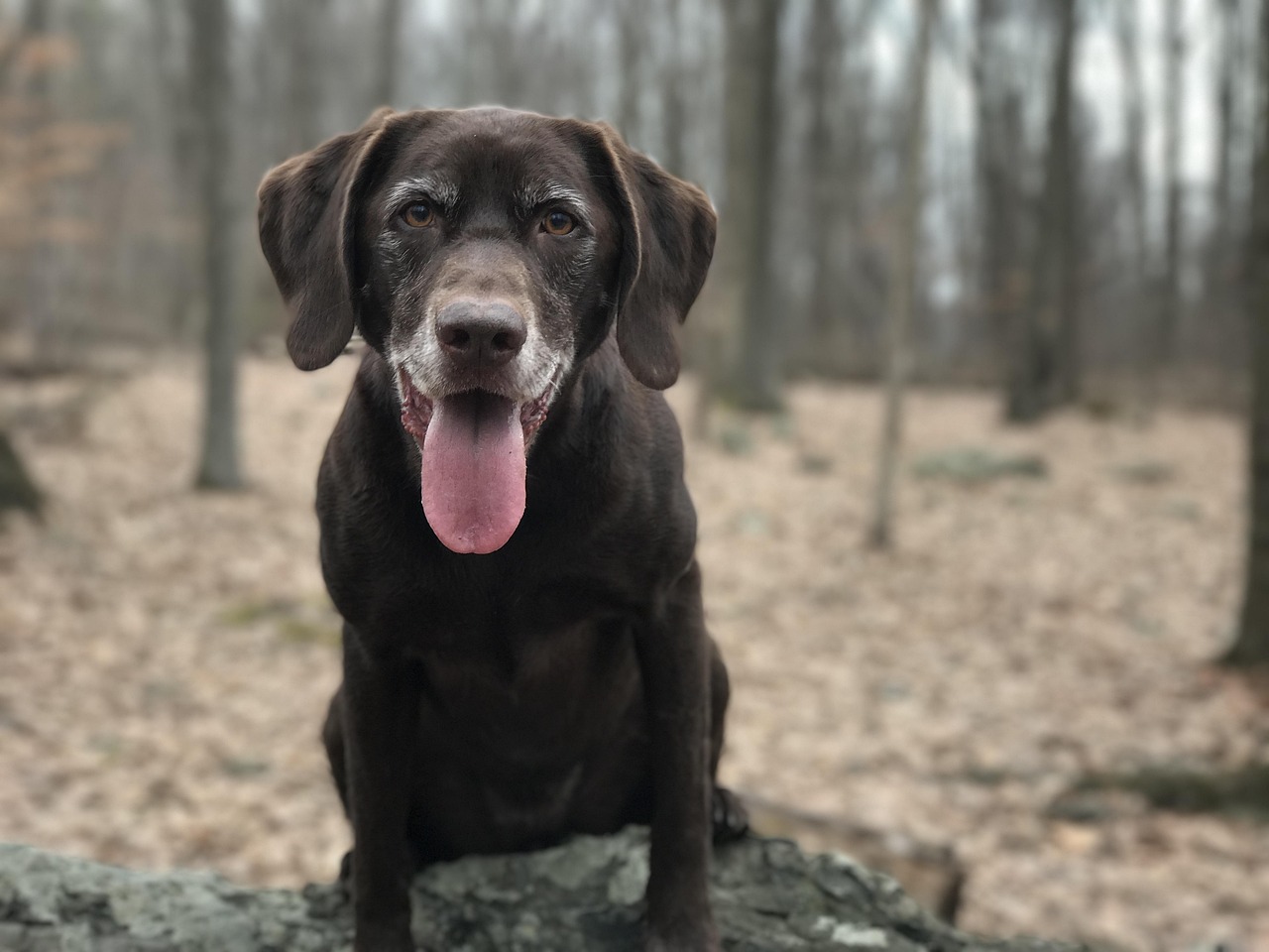 chocolate labrador, chocolate lab, lab, pet, labrador, dog, retriever, animal, canine, nature, brown, cute, happy, puppy, young, sitting, doggy, chocolate, adorable, companion, brown puppy, brown lab, brown chocolate