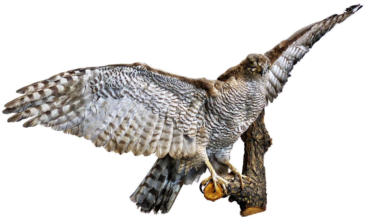 bird, birds of prey, raptor, preparation, bird preparation, prepared, stuffed, nature, isolated