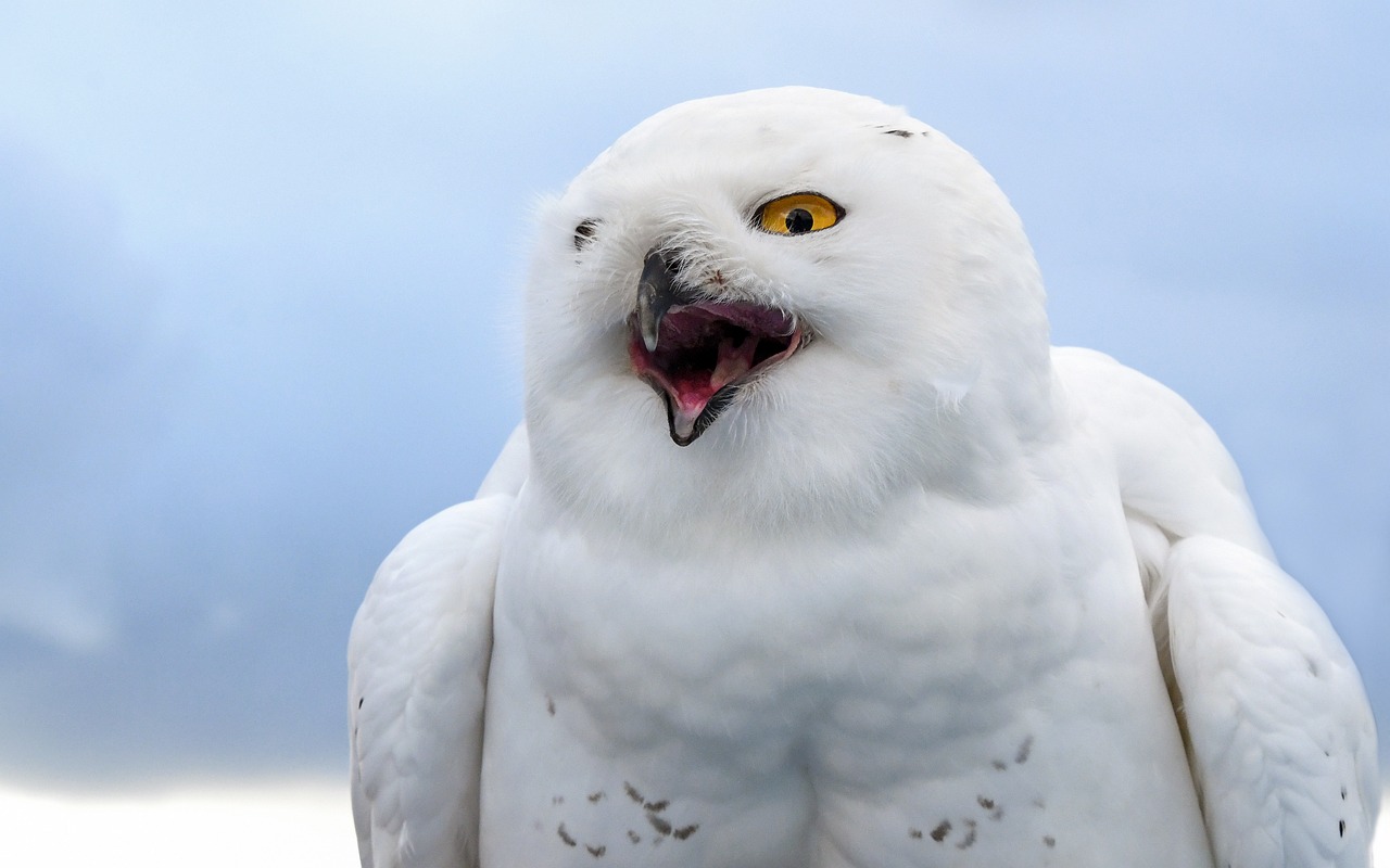 snowy owl, bird, raptor, animal, owl, nature, shout, sky, to cry out