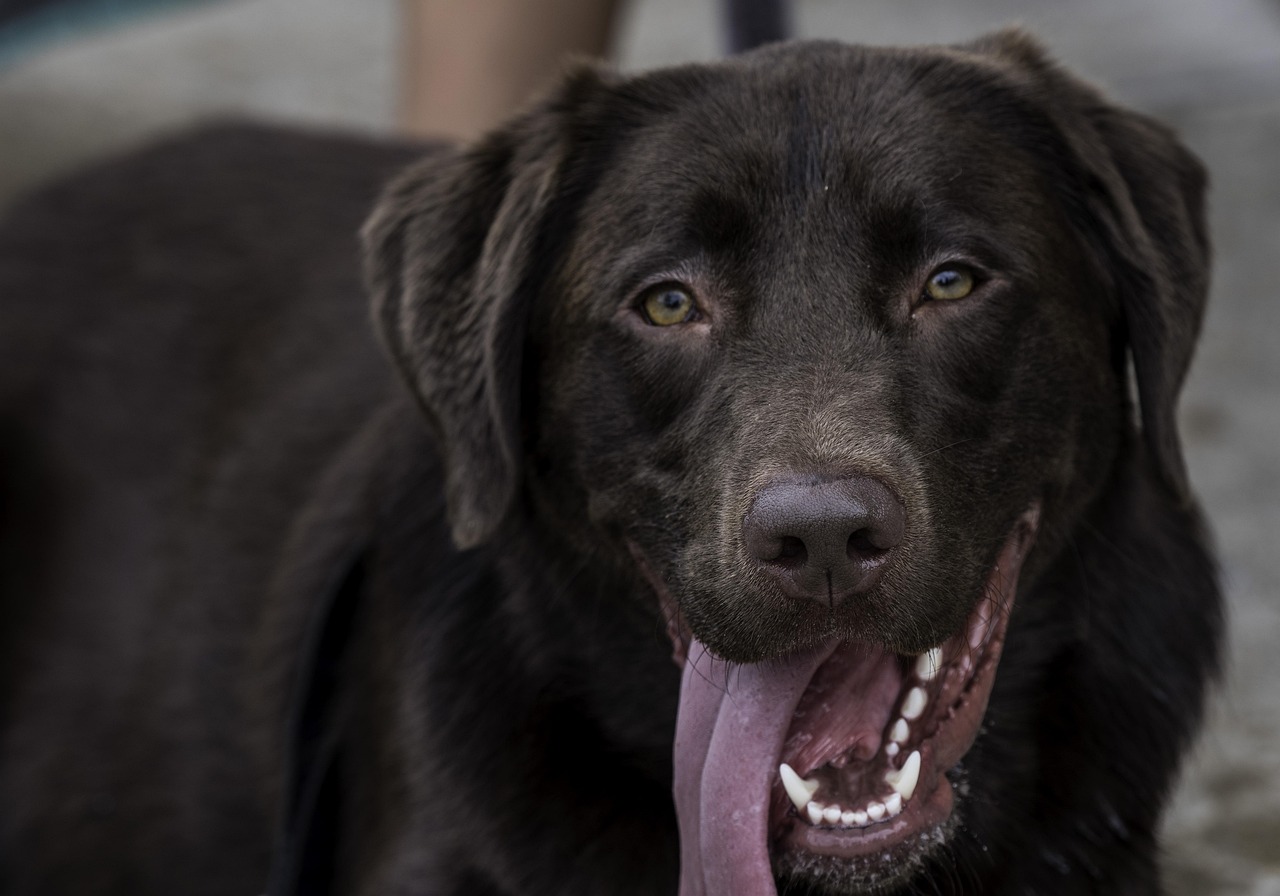 happy, chocolate lab, animal, labrador retriever, pet, dog, tongue, gray lab, gray chocolate