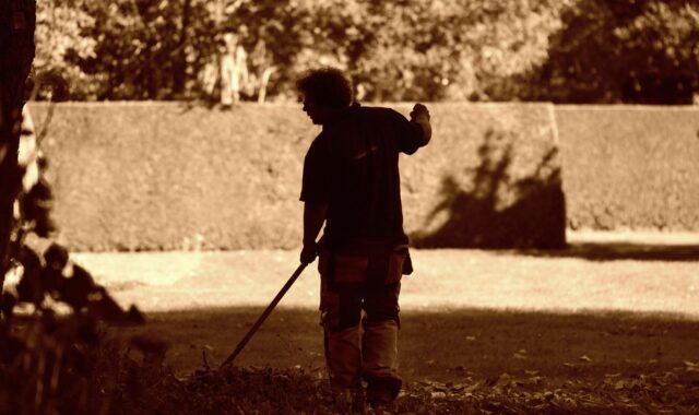 man, gardener, gardening, rake, work, autumn, lawn, park, raking, labour, maintenance, silhouette, editorial, disney, gardener, rake, rake, rake, lawn, raking, raking, raking, labour, labour, labour, labour, labour, maintenance