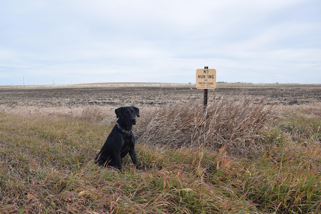 lab, black lab, black, dog, labrador, purebred, pet, retriever, outdoor, animal, looking, hunting, hunt, brown lab