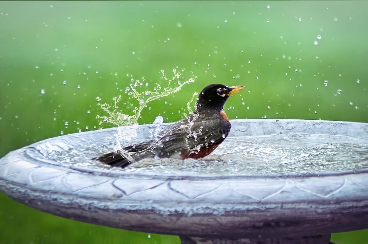 bird bath, splashing, bird in bath, bird, summer, bathing, wildlife, cute, washing, nature, robin, bird bath, bird bath, bird bath, bird bath, bird bath, bird, bird, robin, robin