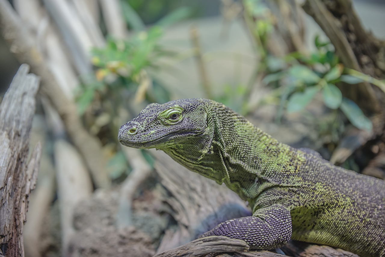 lizard, reptile, animal, animal world, close up, nature, creature, scales, terrarium, wild, wild animal, wildlife, wildlife photography, lizard, lizard, lizard, lizard, lizard, reptile