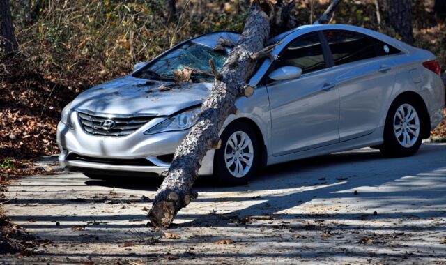car, accident, destroyed, fallen tree, car wallpapers, insurance, wind gust, tree, vehicle, transportation, report, nature