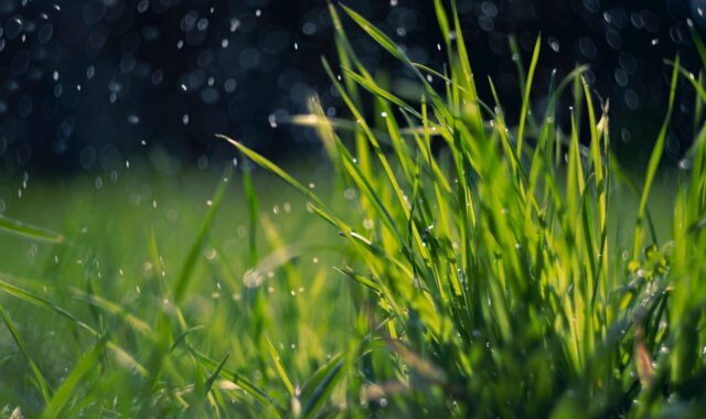spring, grass, rain, green, dew, water drops, nature, field, meadow, lawn, plant, rain, rain, rain, rain, rain, lawn