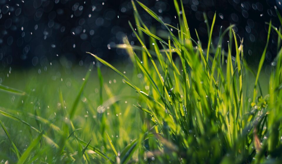 spring, grass, rain, green, dew, water drops, nature, field, meadow, lawn, plant, rain, rain, rain, rain, rain, lawn