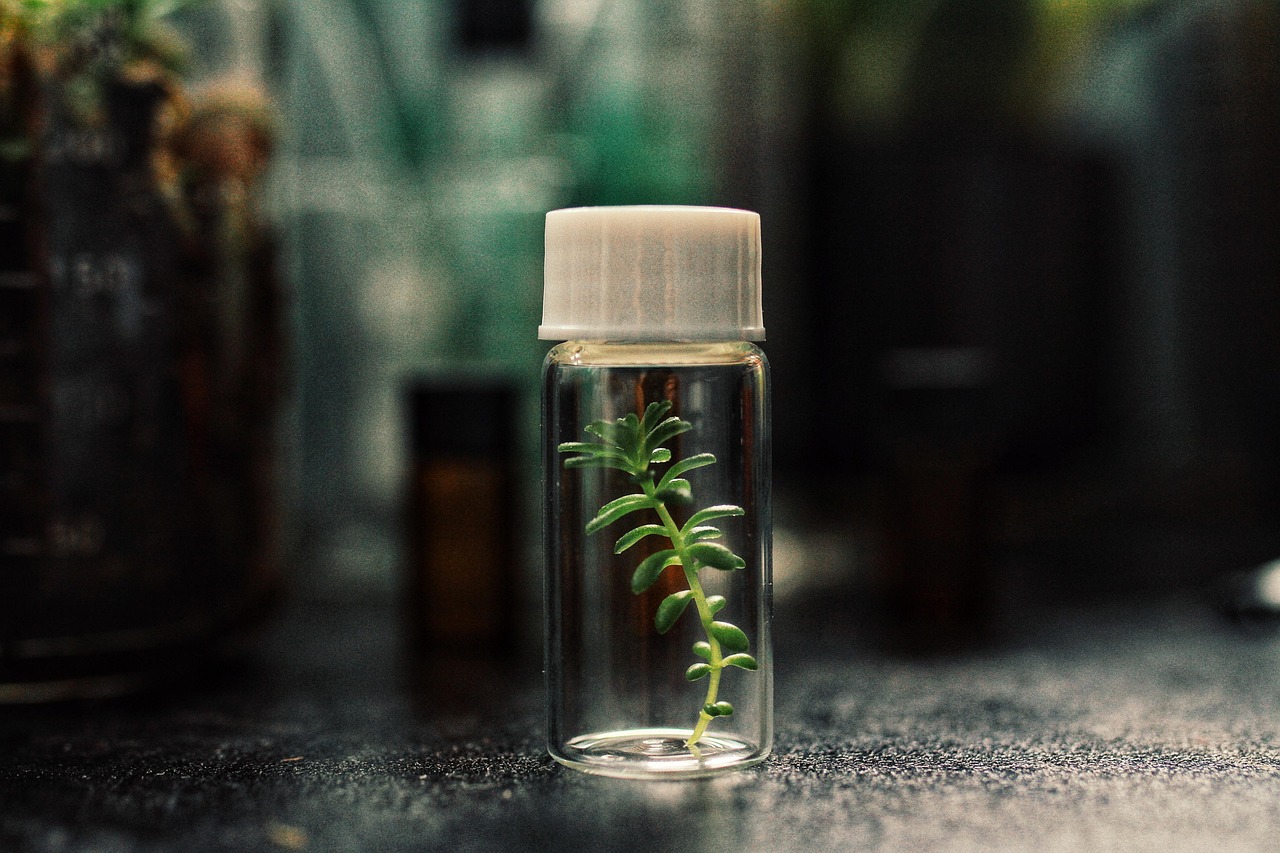 venusflytraps, flytraps, lab, plants, plantlover, nature, green, urbanjungle