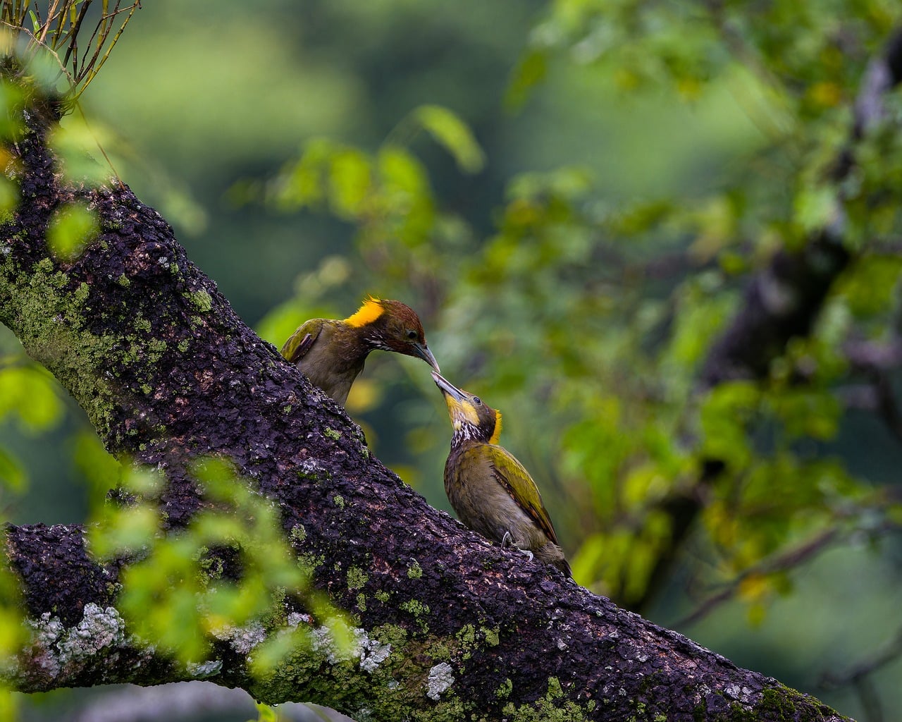 nature, wildlife, bird, woodpecker, tree, plumage, beak, ornithology, avian, feathers, birdwatching, photography, natural environment, pair, communication, dense forest, summer, green background, wilderness, natural beauty