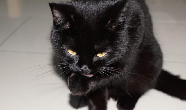 cat, animal, black, nature, barsik, domestic animal, hunter, velvet, fur, pet, clean, maintenance, yummy, floor, white, superstition, happiness, to sit, hair, happy, r, i, p