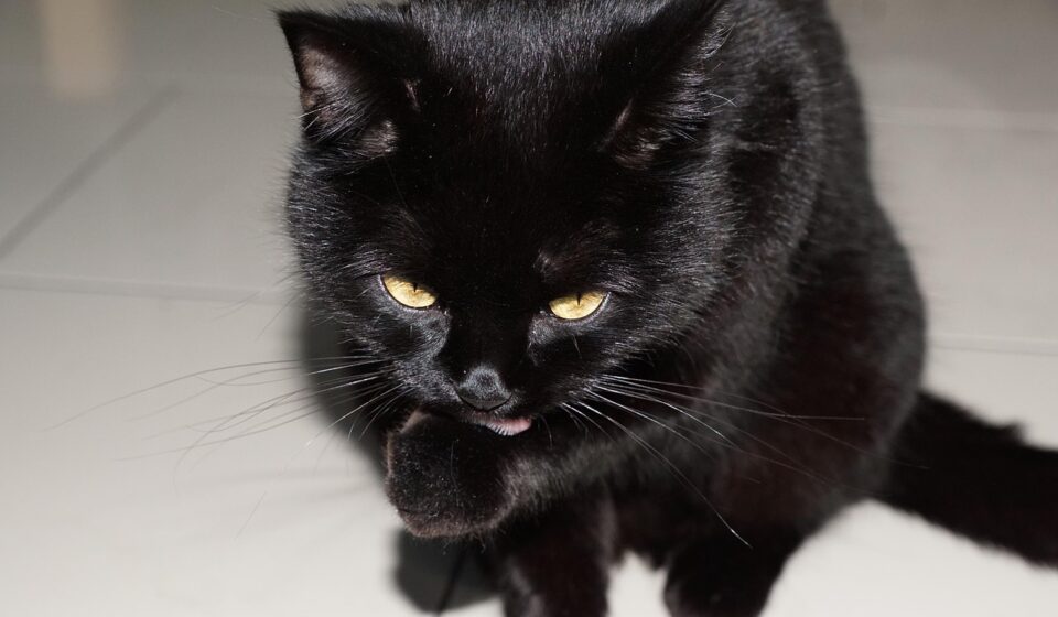 cat, animal, black, nature, barsik, domestic animal, hunter, velvet, fur, pet, clean, maintenance, yummy, floor, white, superstition, happiness, to sit, hair, happy, r, i, p