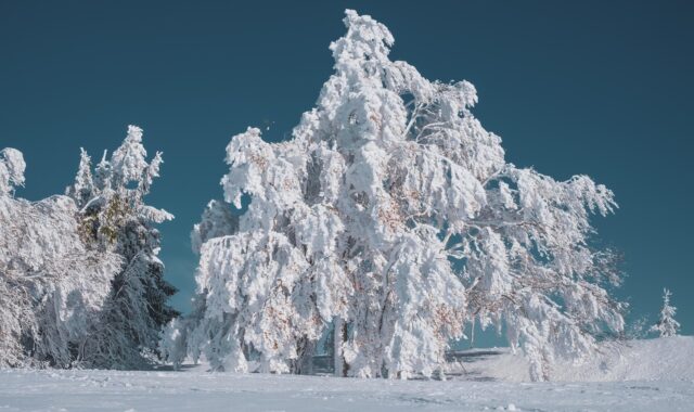winter landscape, tree, beech, covered in snow, winter, cold, icy, frost, winter mood, mood, winter magic, snow magic, nature, winter landscape, winter, winter, winter, winter, winter