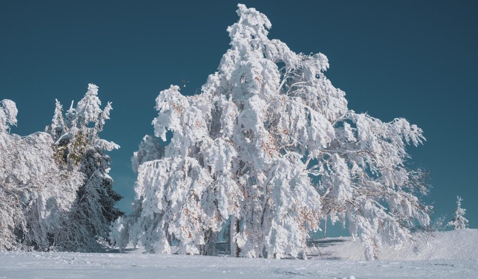 winter landscape, tree, beech, covered in snow, winter, cold, icy, frost, winter mood, mood, winter magic, snow magic, nature, winter landscape, winter, winter, winter, winter, winter