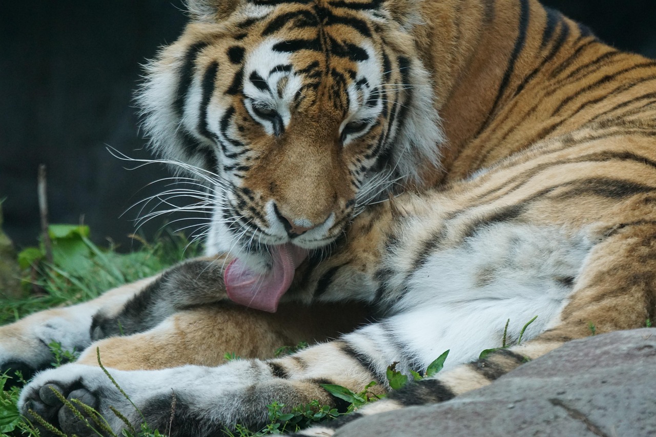 tiger, maintenance, predator