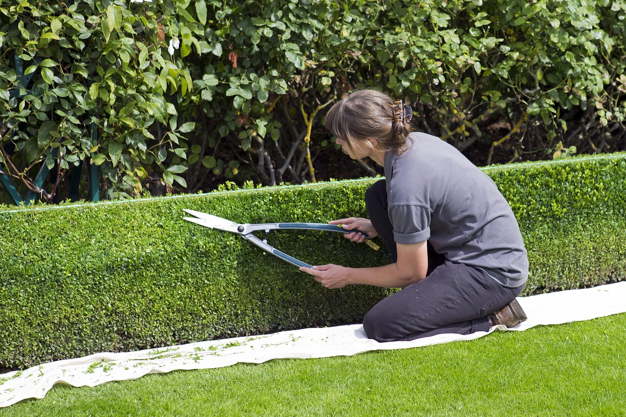 box hedge topiary, shears, gardener, trimming, rhs hyde hall, green box, shears, shears, shears, trimming, trimming, trimming, trimming, trimming