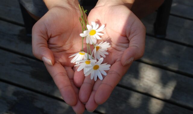 flower, hands, giving, flower wallpaper, give, beautiful flowers, flower background, nature, gift, take